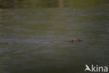 Europese bever (Castor fiber) 