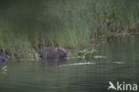 Europese bever (Castor fiber) 