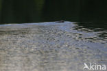 Europese bever (Castor fiber) 