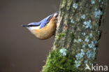 Eurasian Nuthatch (Sitta europaea)