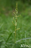 Europese hanenpoot (Echinochloa crus-galli)