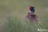 Ring-necked Pheasant (Phasianus colchicus)