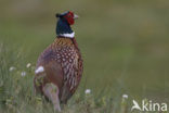 Ring-necked Pheasant (Phasianus colchicus)