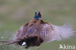 Ring-necked Pheasant (Phasianus colchicus)