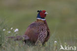 Ring-necked Pheasant (Phasianus colchicus)