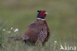 Ring-necked Pheasant (Phasianus colchicus)