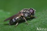 Fluwelen gitje (Cheilosia velutina)