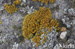 orange lichen (Caloplaca thallincola)