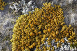 orange lichen (Caloplaca thallincola)