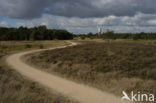 Franse Kampheide