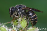 Geelgerande tubebij (Stelis punctulatissima) 