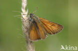 Small Skipper (Thymelicus sylvestris)