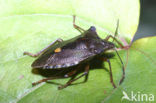 Forest Bug (Pentatoma rufipes)