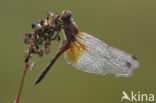 Geelvlekheidelibel (Sympetrum flaveolum)