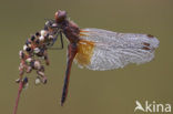 Geelvlekheidelibel (Sympetrum flaveolum)