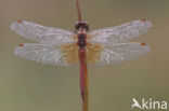 Geelvlekheidelibel (Sympetrum flaveolum)