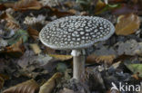 Yellow-Veiled Amanita (Amanita franchetii)