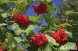 Guelder Rose