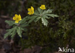 Yellow Anemone (Anemone ranunculoides)