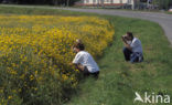 Gele ganzenbloem (Chrysanthemum segetum)