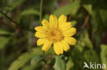 Gele ganzenbloem (Chrysanthemum segetum)