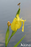 Gele lis (Iris pseudacorus)