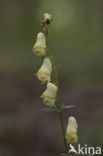 Gele monnikskap (Aconitum vulparia) 