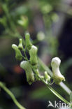 Gele monnikskap (Aconitum vulparia) 