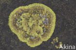 Gelobde citroenkorst (Caloplaca flavescens)