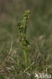 Moonwort (Botrychium lunaria)