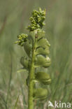 Moonwort (Botrychium lunaria)