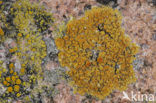 Gelobde zeecitroenkorst (Caloplaca marina) 