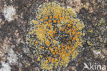 Orange sea lichen (Caloplaca marina)