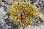 Orange sea lichen (Caloplaca marina)