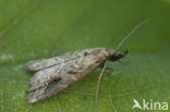 Gepijlde micro-uil (Schrankia costaestrigalis)