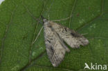 Gepijlde micro-uil (Schrankia costaestrigalis)