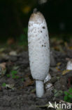 Geschubde inktzwam (Coprinus comatus)