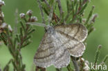 Gestreepte Bremspanner (Perconia strigillaria)