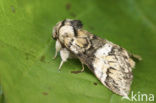 Gestreepte tandvlinder (Drymonia dodonaea)