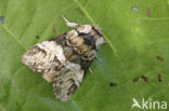 Marbled Brown (Drymonia dodonaea)