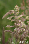 Yorkshire-fog (Holcus lanatus)