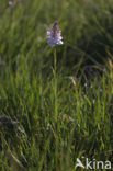 Gevlekte orchis (Dactylorhiza maculata) 