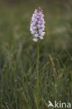 Gevlekte orchis (Dactylorhiza maculata) 