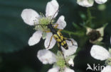 Spotted Longhorn Beetle (Leptura maculata)