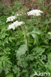 Hogweed (Heracleum sphondylium)