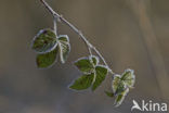 Gewone braam (Rubus fruticosus)
