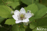 Gewone braam (Rubus fruticosus)