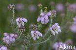 Cross-leaved Heather (Erica tetralix)