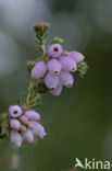 Cross-leaved Heather (Erica tetralix)
