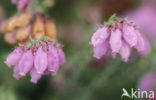 Cross-leaved Heather (Erica tetralix)